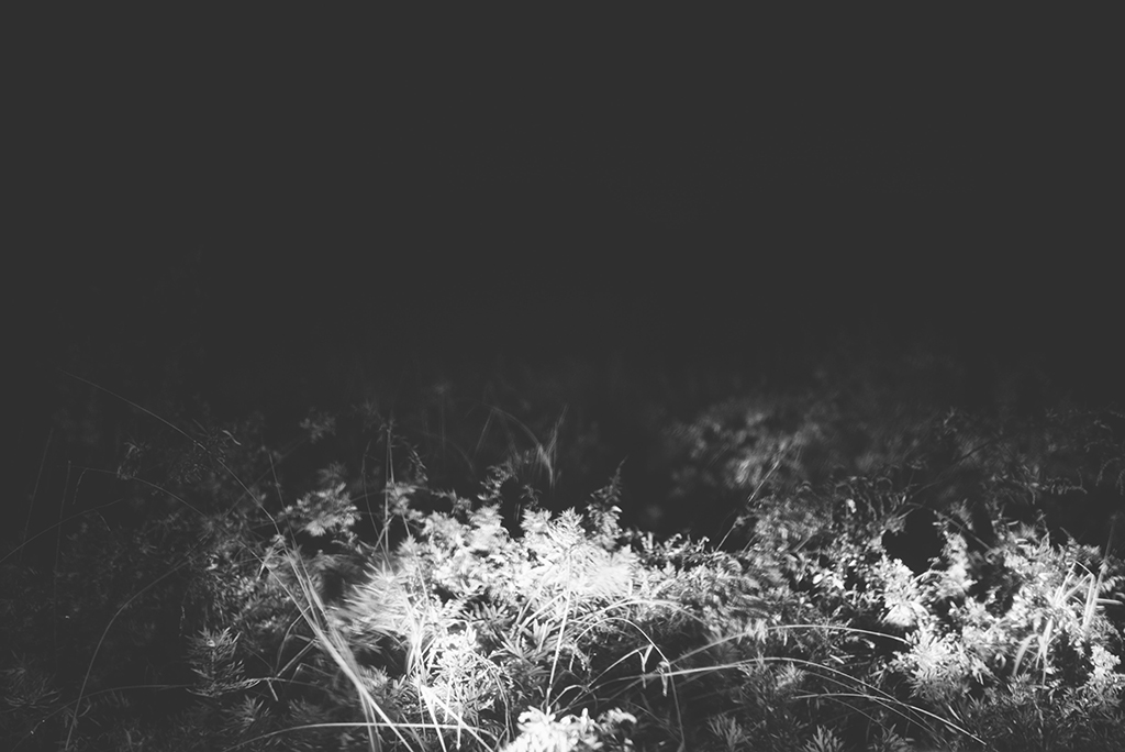 nocturnal