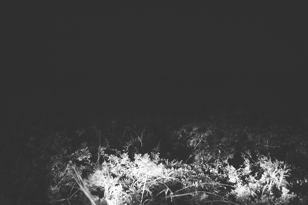 nocturnal