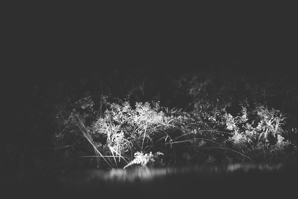 nocturnal